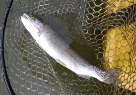 大安トラウトレイク 釣果